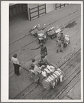 Longshoremen at the cotton docks. Port of Houston, Texas