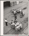 Longshoremen at the cotton docks. Port of Houston, Texas