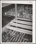 Storing bales of cotton into hold of freighter for export. Notice the different levels. Port of Houston, Texas