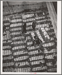 Storing bales of cotton into hold of freighter for export. Notice the different levels. Port of Houston, Texas