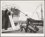 Stevedores loading cotton on to the freighter. Port of Houston, Texas
