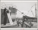 Stevedores loading cotton on to the freighter. Port of Houston, Texas