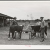 4-H boys with their steers at Gonzales County Fair. Gonzales, Texas