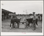 4-H boys with their steers at Gonzales County Fair. Gonzales, Texas