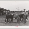 4-H boys with their steers at Gonzales County Fair. Gonzales, Texas