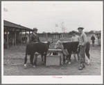 4-H boys with their steers at Gonzales County Fair. Gonzales, Texas