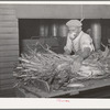 Worker in feed mill taking up an armload of fodder which will be ground for feed. Taylor, Texas