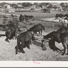 Mules feeding in sale lot. Taylor, Texas