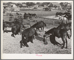 Mules feeding in sale lot. Taylor, Texas