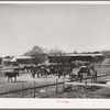 Mules in sale lot. Taylor, Texas