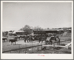 Mules in sale lot. Taylor, Texas