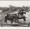 Mules in sale lot. Taylor, Texas