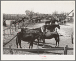 Mules in sale lot. Taylor, Texas
