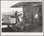 Farmer unloading a trailer of corn at feed mill. Taylor, Texas