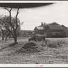 Cotton gin yard with cow eating cotton seed hulls. West, Texas