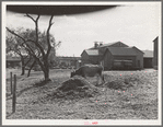 Cotton gin yard with cow eating cotton seed hulls. West, Texas