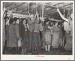 Turkey pickers waiting for work to start. Cooperative poultry plant, Brownwood, Texas