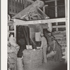 Sacking cotton seed meal. Cotton seed oil mill. McLennan County, Texas