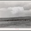 Cattle roundup on ranch near Marfa, Texas