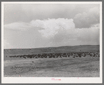 Cattle roundup on ranch near Marfa, Texas