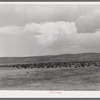 Cattle roundup on ranch near Marfa, Texas