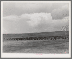 Cattle roundup on ranch near Marfa, Texas