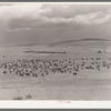 Cattle roundup with corral on ranch near Marfa, Texas