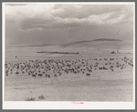 Cattle roundup with corral on ranch near Marfa, Texas