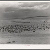 Cattle roundup with corral on ranch near Marfa, Texas