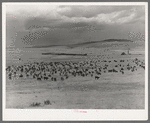 Cattle roundup with corral on ranch near Marfa, Texas