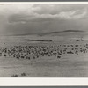 Cattle roundup with corral on ranch near Marfa, Texas