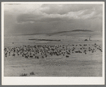 Cattle roundup with corral on ranch near Marfa, Texas