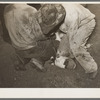 Burning out horns of calf. Cattle ranch near Marfa, Texas