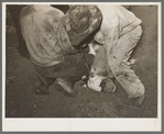 Burning out horns of calf. Cattle ranch near Marfa, Texas