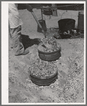 Piling coals on top of Dutch oven to bake bread. Ranch near Spur, Texas