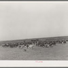 Roundup of cattle on SMS Ranch near Spur, Texas