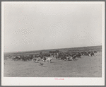 Roundup of cattle on SMS Ranch near Spur, Texas