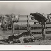 Hides of cattle hanging out to dry on corral fence on ranch near Spur, Texas