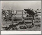 Hides of cattle hanging out to dry on corral fence on ranch near Spur, Texas