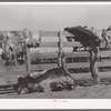 Hides of cattle hanging out to dry on corral fence on ranch near Spur, Texas