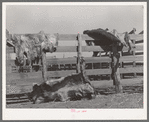 Hides of cattle hanging out to dry on corral fence on ranch near Spur, Texas