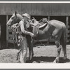 Tightening cinch on saddle on cow pony. SMS Ranch, Spur, Texas