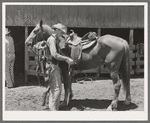 Tightening cinch on saddle on cow pony. SMS Ranch, Spur, Texas