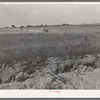 Landscape in Oklahoma showing man plowing in cotton field in background and profile of soil showing easily erodable structure in foreground. Near Warner, Okla