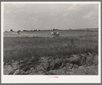 Landscape in Oklahoma showing man plowing in cotton field in background and profile of soil showing easily erodable structure in foreground. Near Warner, Oklahoma