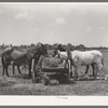 Mules eating hay during lunch hour on tenant farmer's place near Warner, Oklahoma