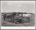 Mules eating hay during lunch hour on tenant farmer's place near Warner, Oklahoma