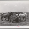 Mules eating hay during lunch hour on tenant farmer's place near Warner, Oklahoma
