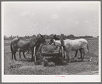 Mules eating hay during lunch hour on tenant farmer's place near Warner, Oklahoma