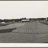 Cutting field of alfalfa with tractor-drawn equipment near Prague, Oklahoma